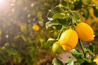 monton-limones-frescos-maduros-limonero